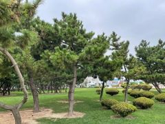 -渡海小渔村.老辈日照菜