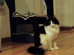 -纳吉亚猫专科动物诊疗中心(蒋宅口分院)