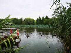 -长兴太湖图影湿地文化园