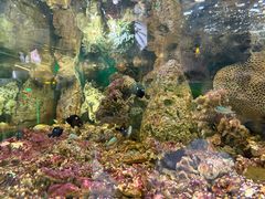 -上海大自然野生昆虫馆(东方明珠·爬宠昆虫探索中心)