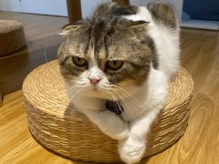 -啵啵喵·猫咖(攀华国际店)