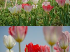 -北京国际鲜花港