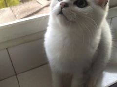 -纳吉亚猫专科动物诊疗中心(蒋宅口分院)