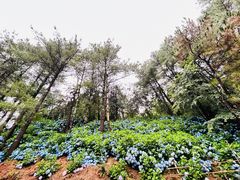 -苍山感通索道