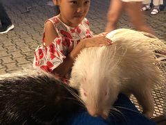 -清迈夜间动物园