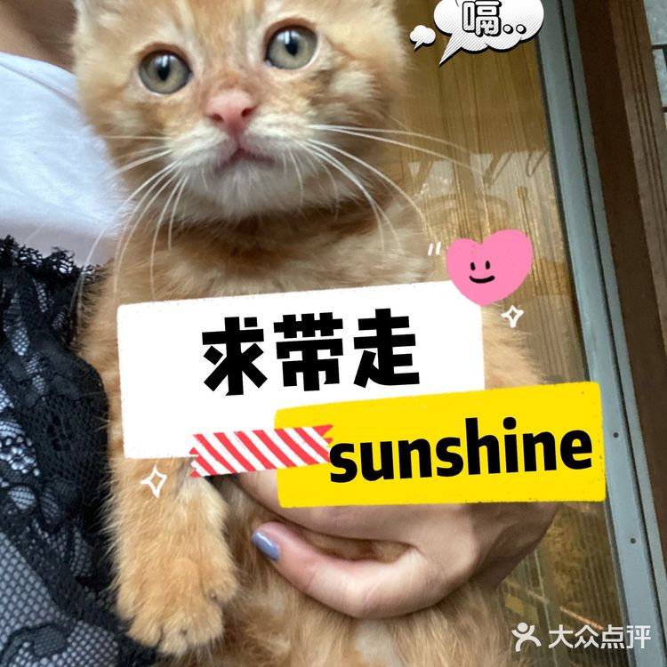 免费领养满月小橘猫，仅限北京！