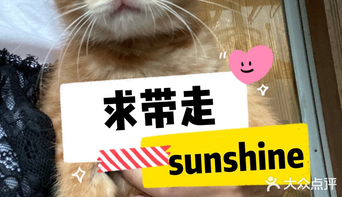 免费领养满月小橘猫，仅限北京！