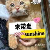 免费领养满月小橘猫，仅限北京！