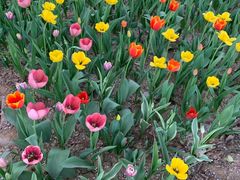 -洛阳郁金香牡丹园