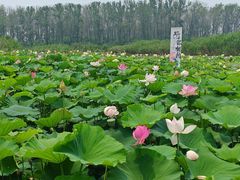 -渌洋湖湿地公园