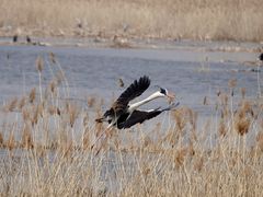 -野鸭湖国家湿地公园