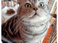 -帕帕拉兹宠物(亚洲旗舰店)