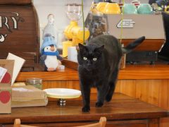 -春风十里咖啡馆