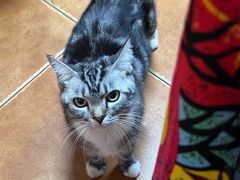 -弘烨 贵州酸汤 鱼火锅(东财店)