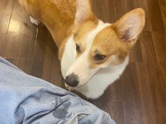 -柯斗斗主题餐厅·狗咖·围炉煮茶·茶饮(国瑞升平里店)