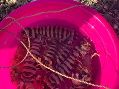 -仙本那小型鱼市