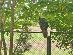 -北京麋鹿生态实验中心