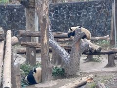 -都江堰中华大熊猫苑