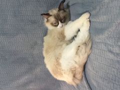 -李小姐の猫咖啡馆(五角场店)