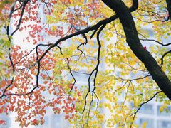 -长白岛森林公园