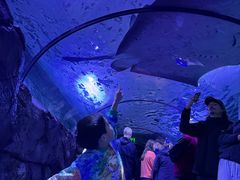 -悉尼海洋生物水族馆