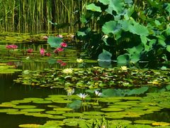 -国家植物园南园