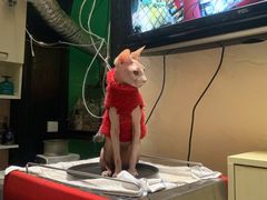 -猫色咖啡·猫咖
