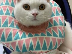 -安安宠医·安宠宠物医院