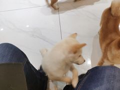-柴源莊·柴小宠柴犬咖啡