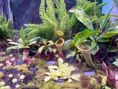 -中国科学院西双版纳热带植物园