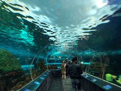 -瑞普利水族馆