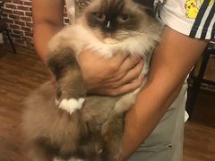 -猫友咖啡店(玉林西路店)