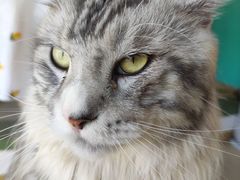 -猫在这儿猫咪咖啡馆·撸猫馆