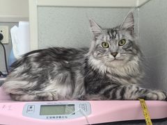 -谐和益家动物医院·免疫绝育·血液透析·宠保定点医院(高新伊藤分院)