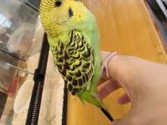 -吉丁鸟咖·异宠·寄养