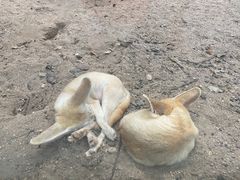 -上海野生动物园