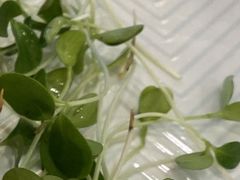 你家的豆苗不去根直接上-北京全聚德(西客站店)