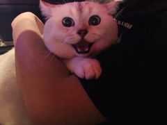 -优米宠物美容(体育场路店)