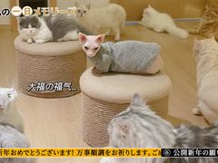 -猫腻·猫咖·撸猫馆(星光大道店)