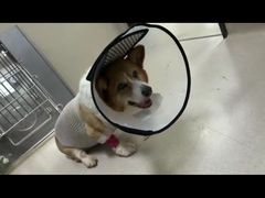 -爱妮康宠物医院·干细胞免疫细胞·肿瘤·心脏(张江店)