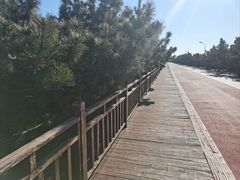 -日照海滨国家森林公园