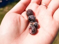 -铁山坪森林公园