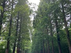 -黄海国家森林公园