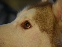 -Husky Go! 哈士奇体验馆·宠物咖啡厅狗咖