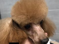 -宠福鑫康馨动物医院·骨科·眼科