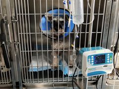 -康成宠物医院24H·CT·核磁共振