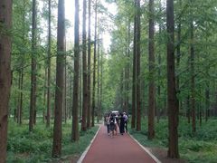 -黄海国家森林公园