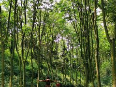 -宜兴龙背山森林公园