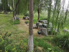 -北京麋鹿生态实验中心