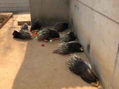 -石家庄市动物园